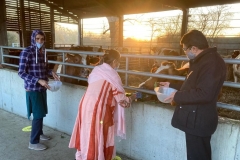 Godan_Cows_2 Godan_Cows_2