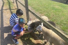 North-Gujarati-School-Farm-Trip-1