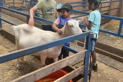 North-Gujarati-School-Farm-Trip-2