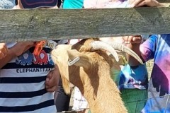 North-Gujarati-School-Farm-Trip-9